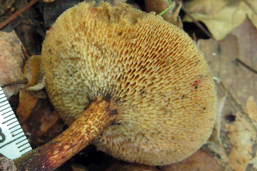 Rio del Campovecchio, 24-05-08 (Polyporus arcularius)